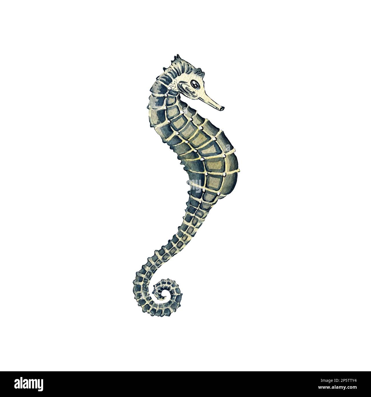 acquerello illustrazione di un cavalluccio marino carino Foto Stock