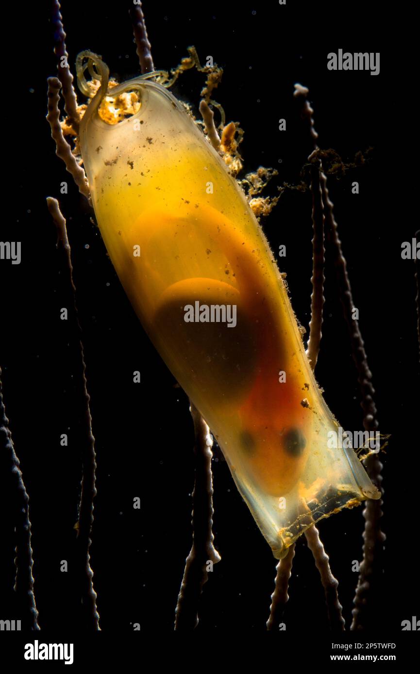 Uovo Scyliorhinus canicula di pesce gattino maculato minore con embrione precoce Foto Stock