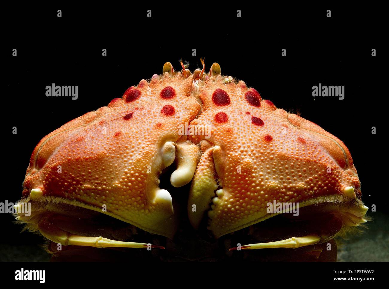 Il granchio a scatola (Calappa granulata) è un crostacei marino originario del Mar Mediterraneo e delle isole Canarie. Foto Stock