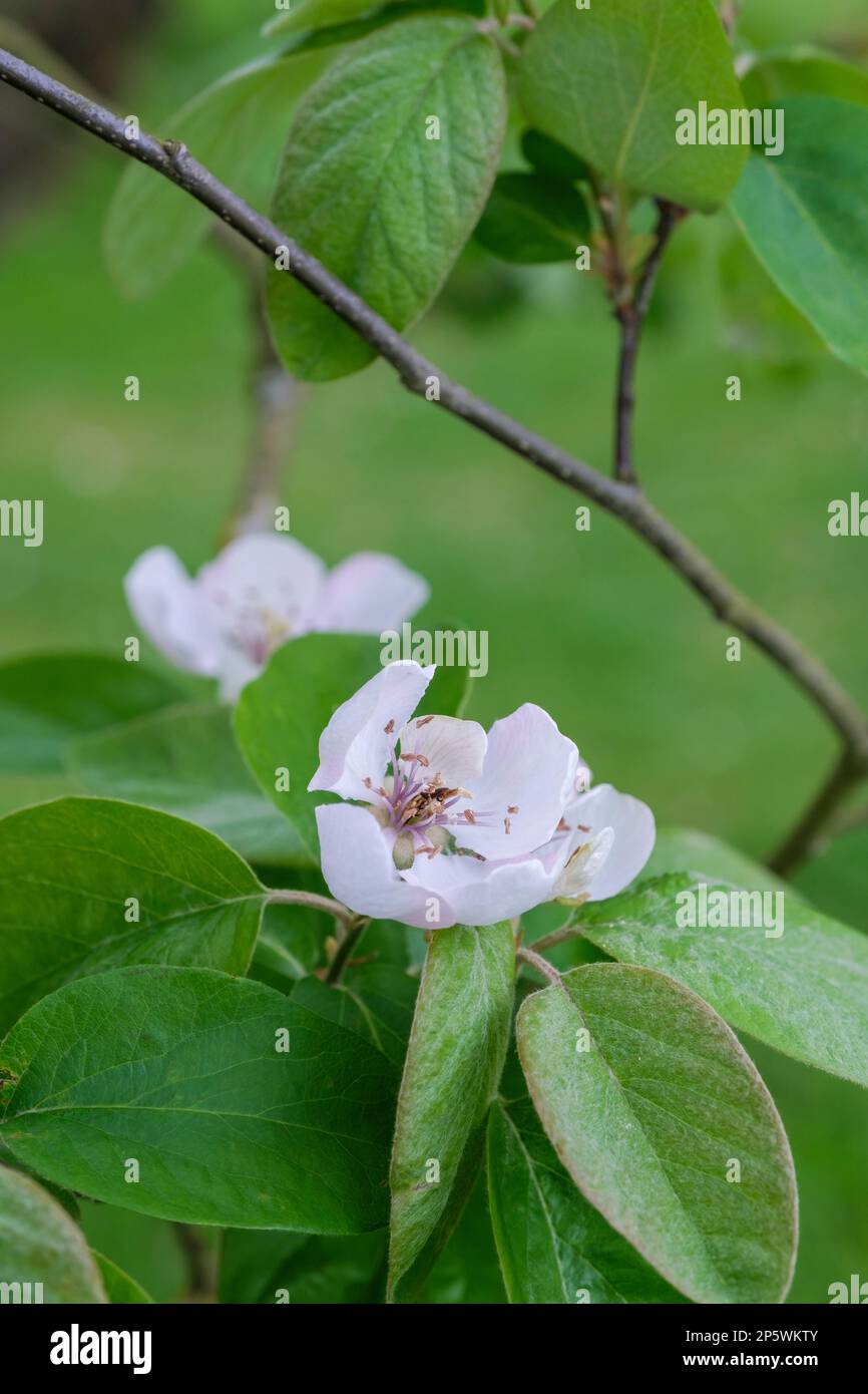 Cydonia oblonga Meech's prolifico, quince Meech's prolifico, fiore bianco all'inizio della primavera Foto Stock