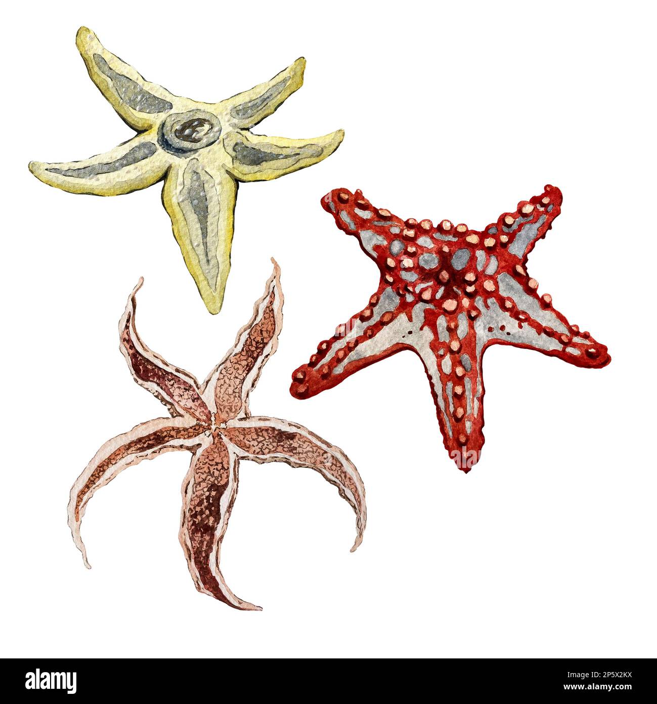 Set di stelle marine gialle, arancioni e rosse. Illustrazione acquerello. Foto Stock