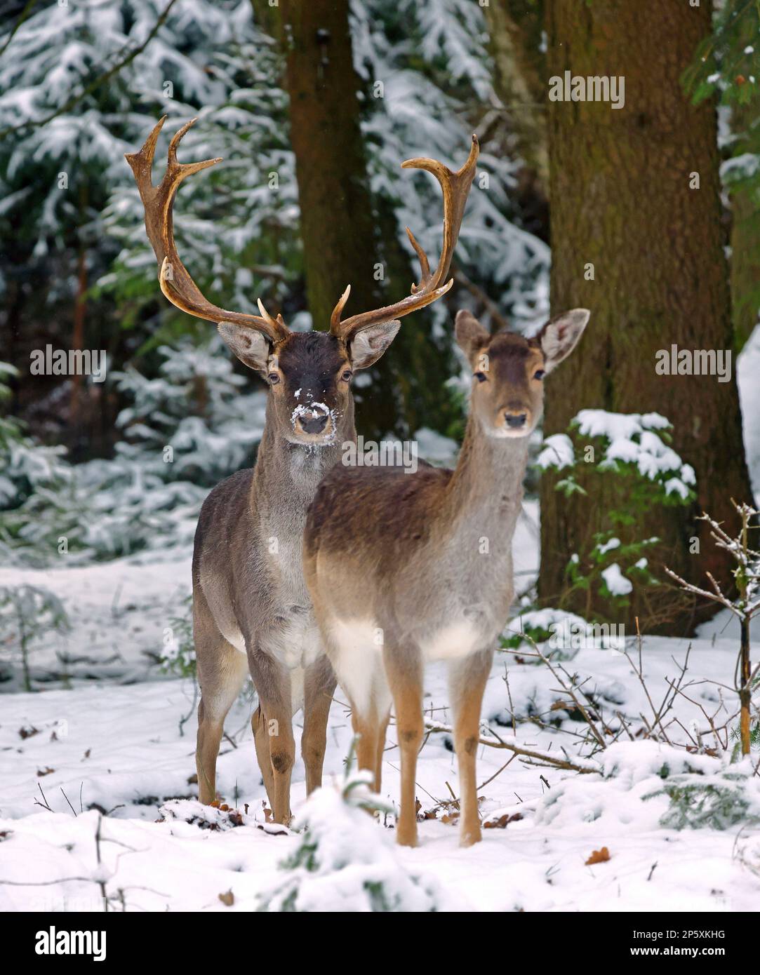 Capriolo (Dama dama, Cervus dama), capriolo in piedi con la pinna in una foresta invernale innevata, vista frontale, Germania Foto Stock