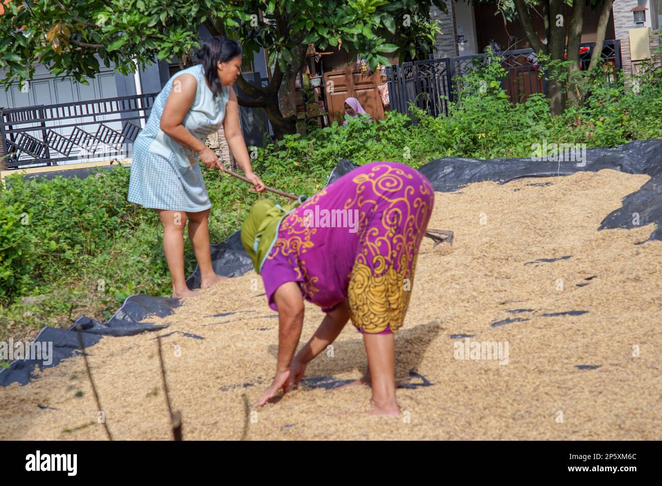 Due donne indonesiane stanno asciugando i semi di riso appena raccolti nel cortile durante il giorno Foto Stock