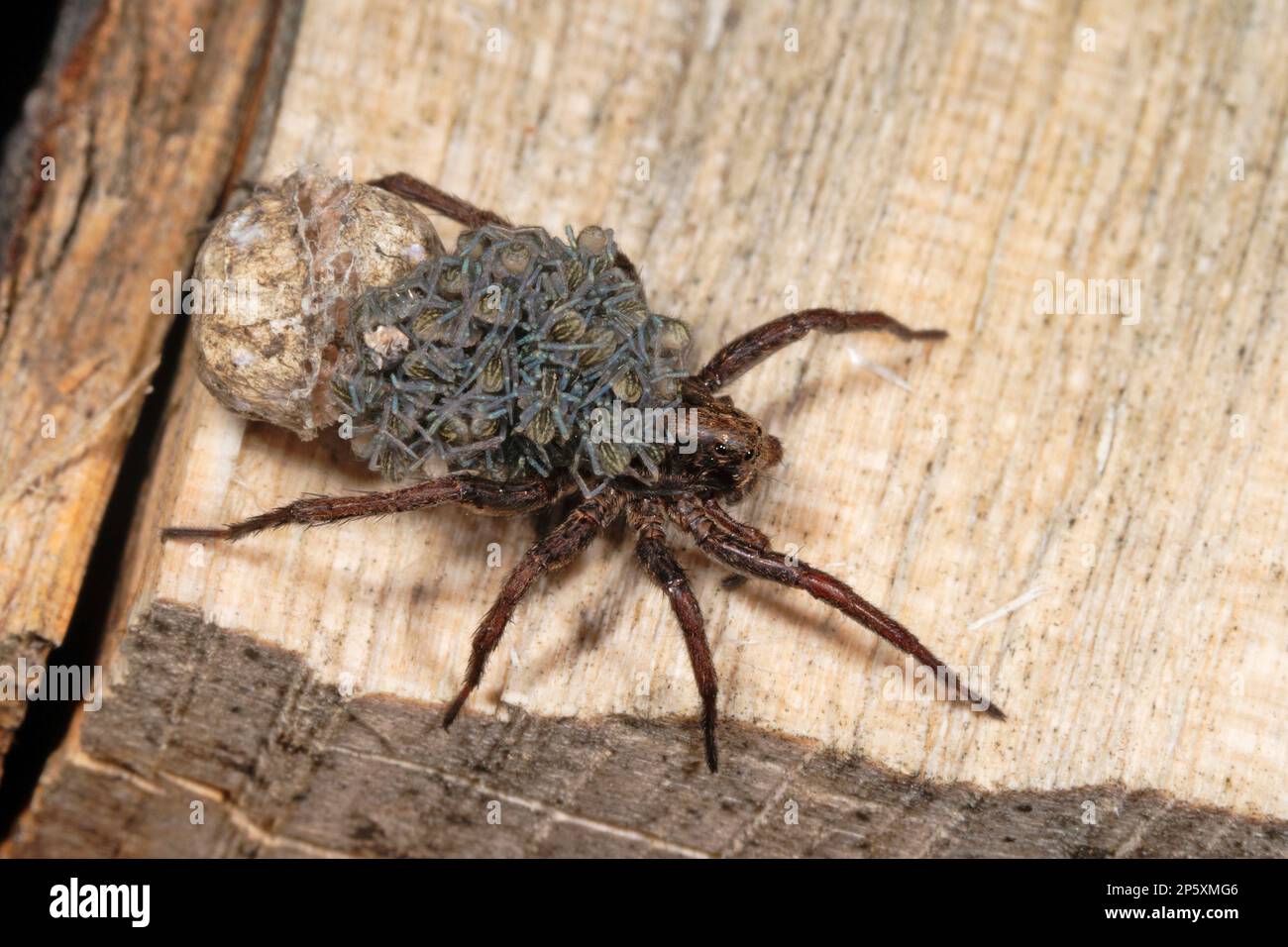 Ragni lupo, ragni macinati (Alopecosa cuneata), maschio con ragni giovani sul dorso, vista dorsale, Germania Foto Stock