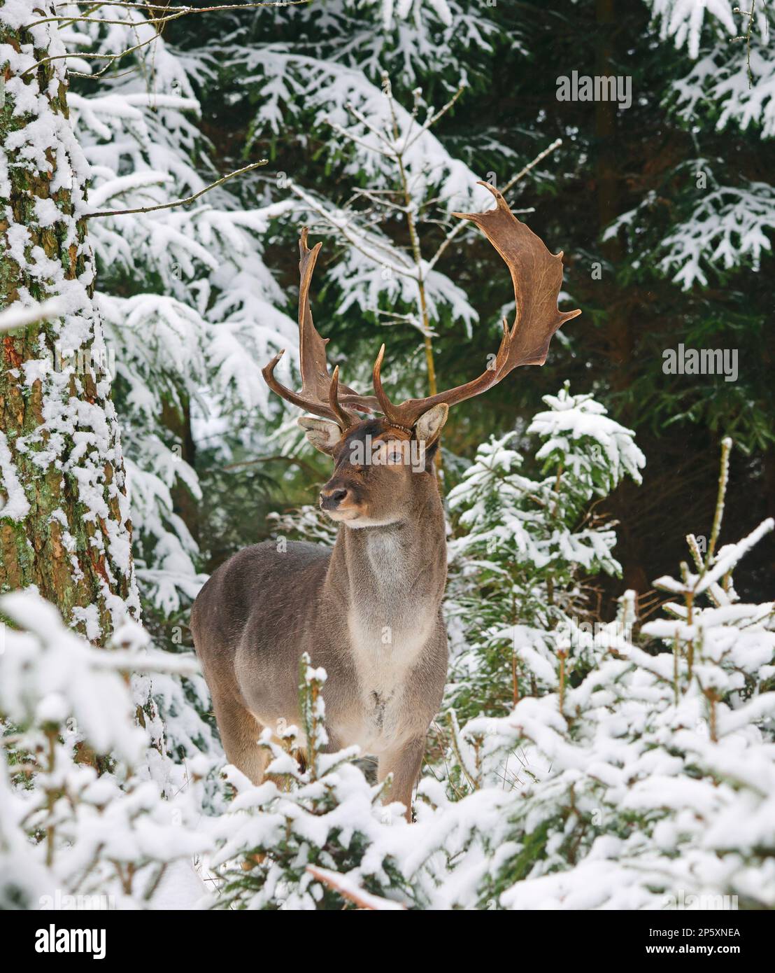 Daino (Dama dama, Cervus dama), daino in piedi in una foresta invernale innevata, Germania Foto Stock