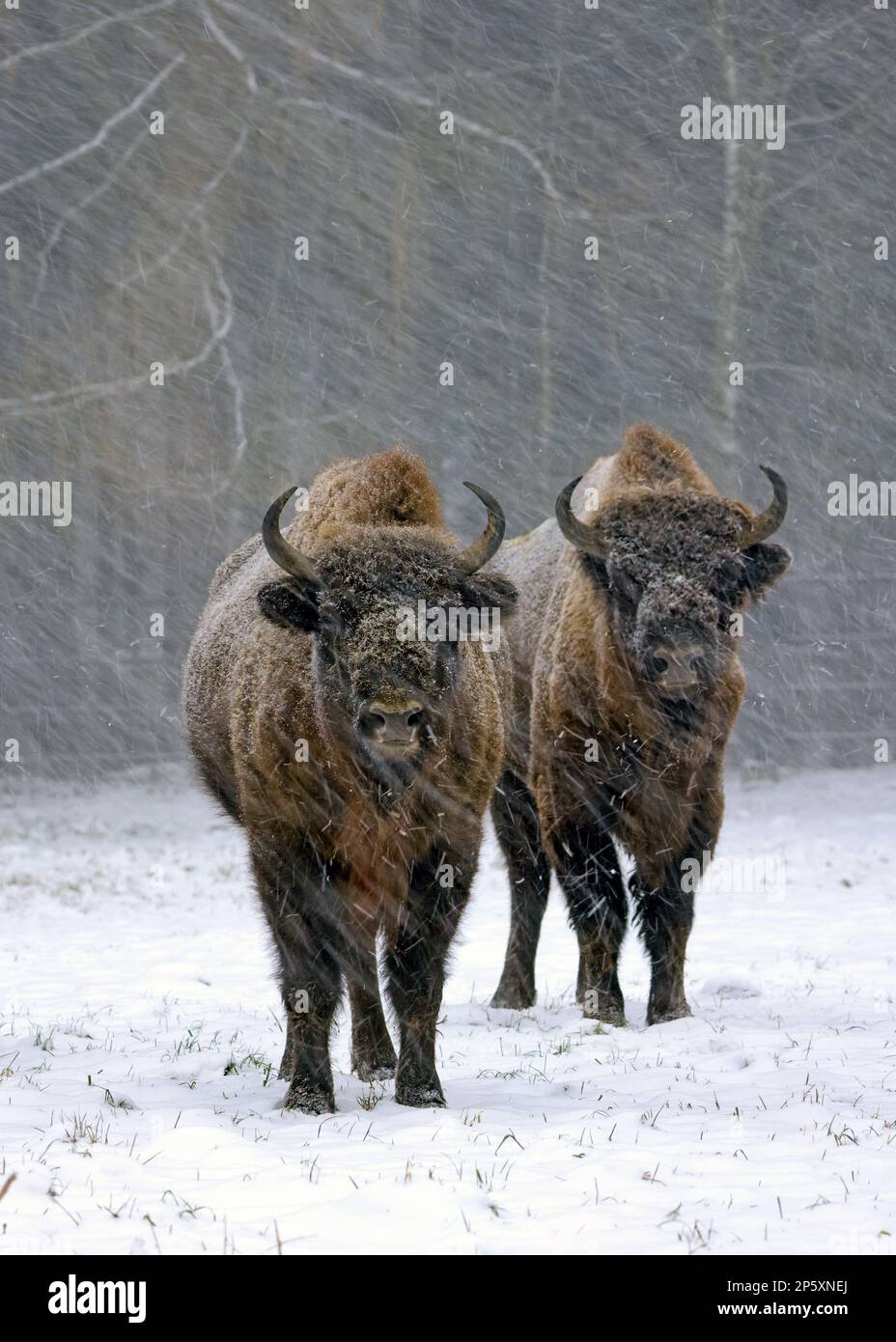 Bisonte europeo, wisent (Bison bonasus), due saggi in piedi togeter nella nevicata, vista frontale, Germania Foto Stock