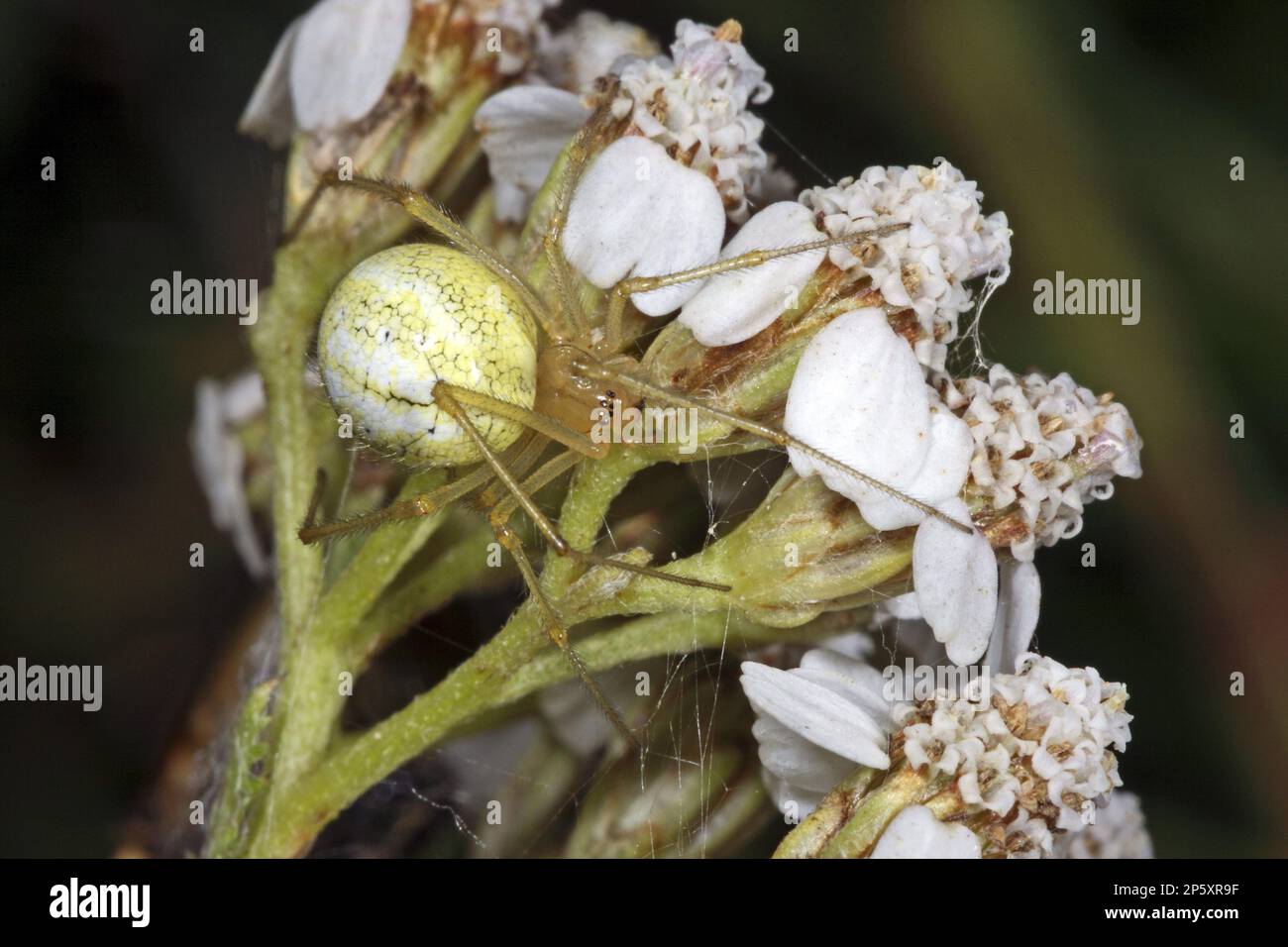 Ragno rosso e bianco, ragno a strisce caramellate comune, ragno a piedi pettinati (Enoplognatha ovata, Enoplognatha lineata, Theridion redimitum), in bianco Foto Stock
