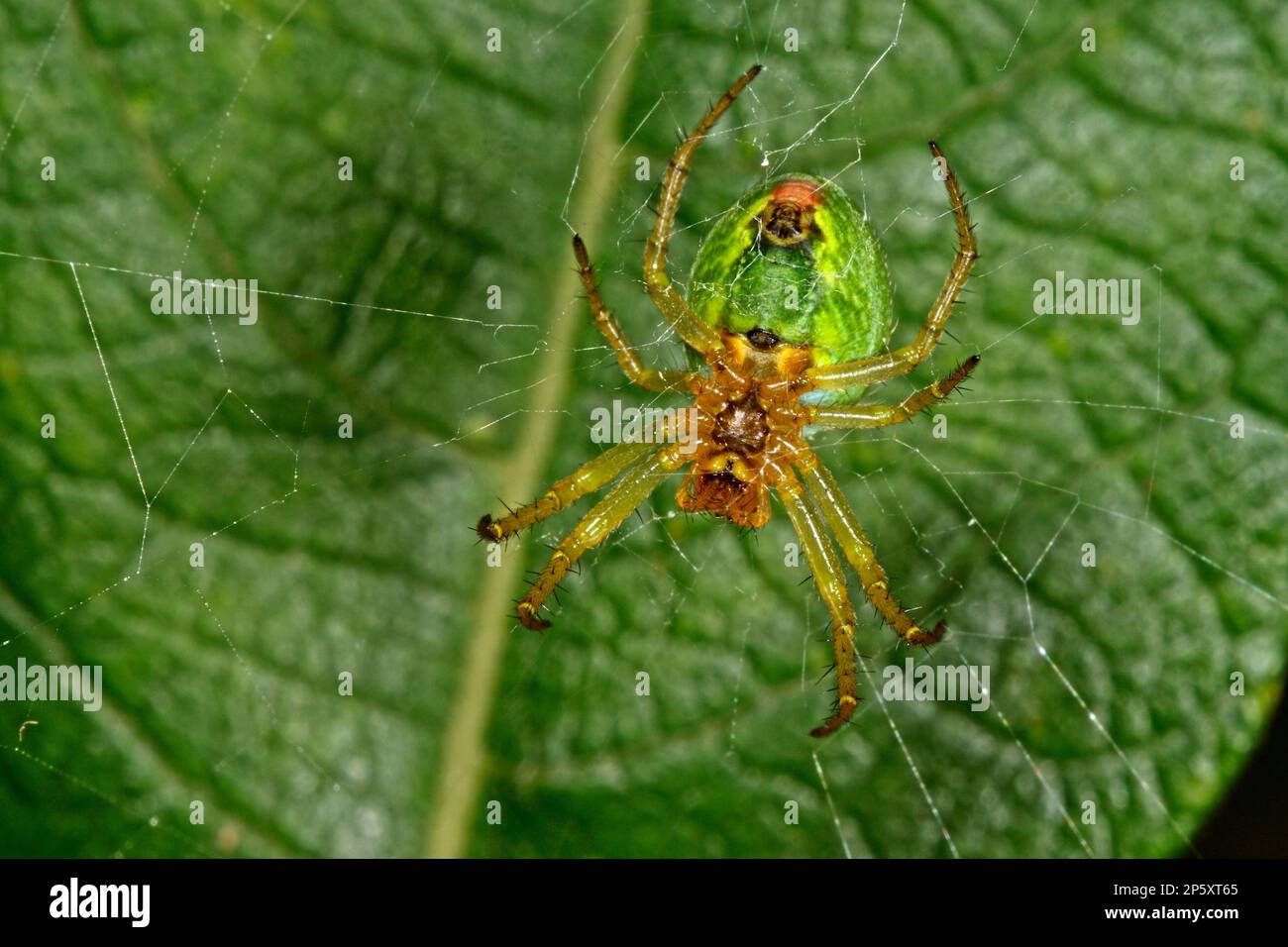 Ragno di zucca, ragno di zucca (Araniella cucurbitina, Araneus cucurbitinus), in rete, vista dal basso, Germania Foto Stock