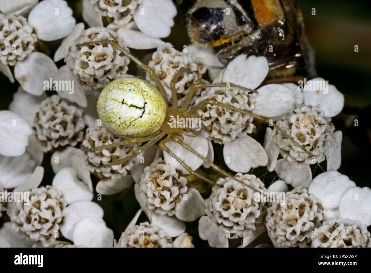 Ragno rosso e bianco, ragno a strisce caramellate comune, ragno a piedi pettinati (Enoplognatha ovata, Enoplognatha lineata, Theridion redimitum), in bianco Foto Stock