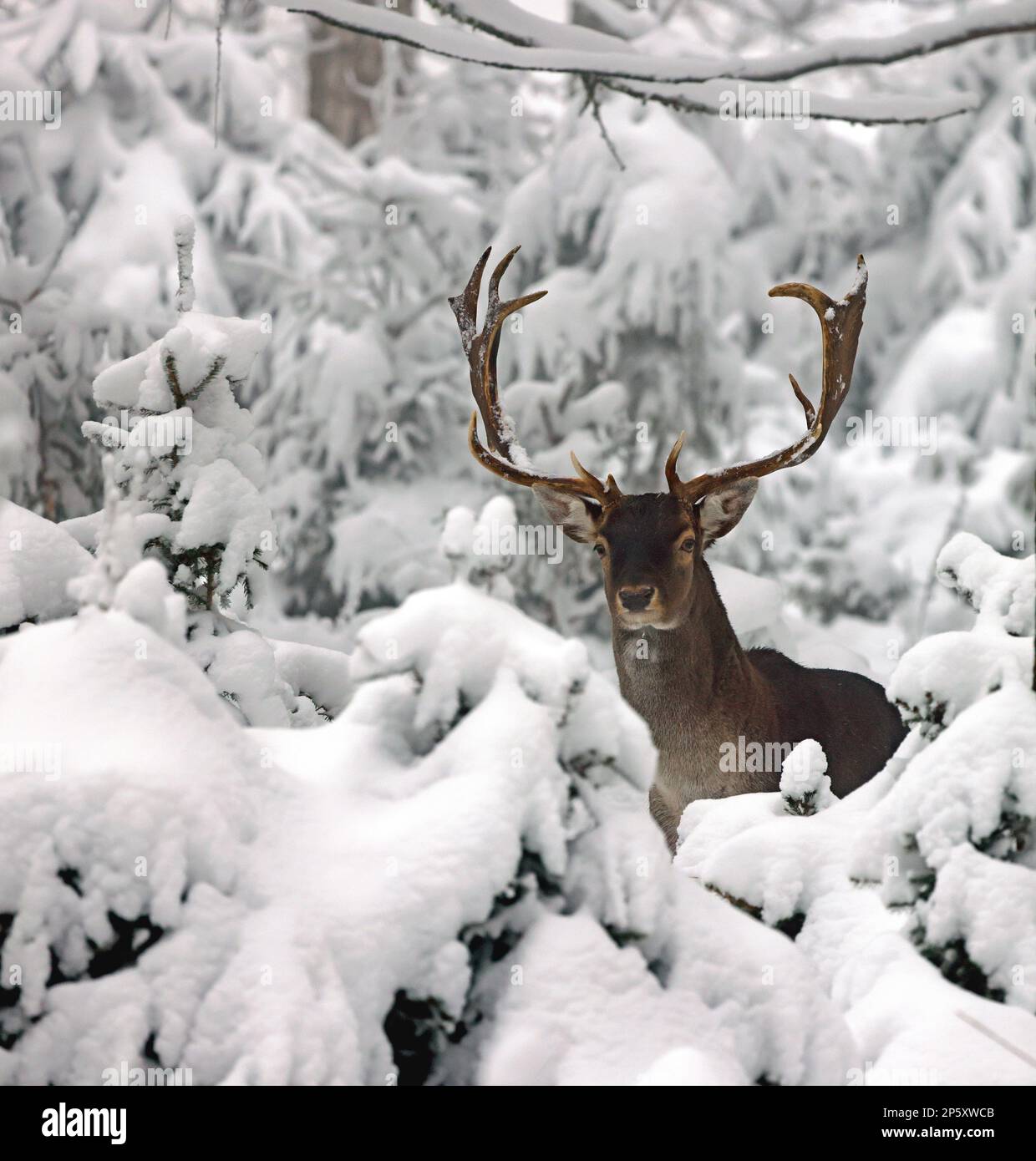 Daino (Dama dama, Cervus dama), daino in piedi in una foresta invernale innevata, Germania Foto Stock