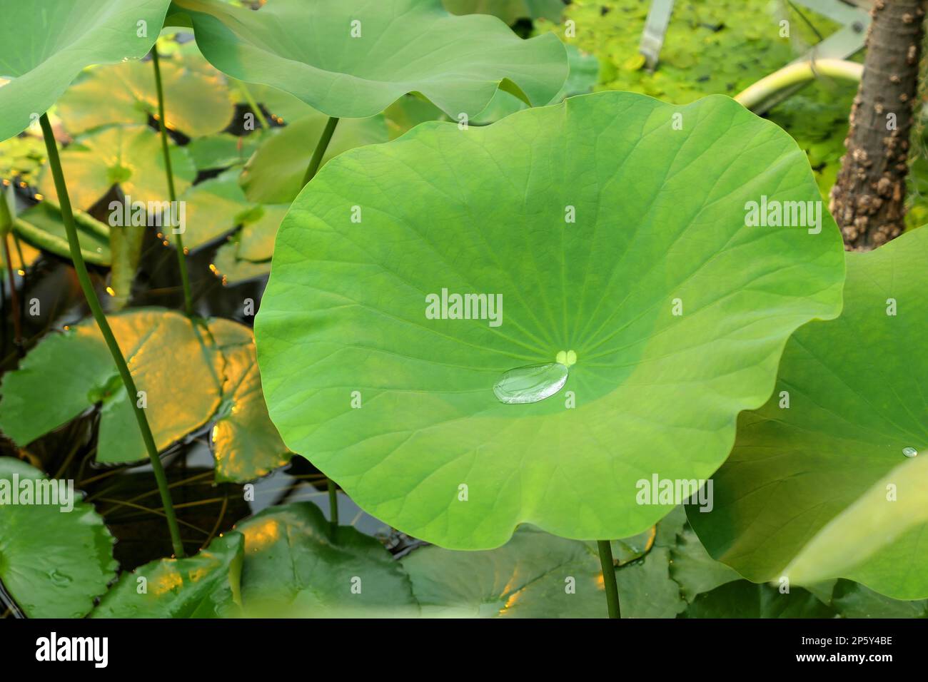 Gocciolina d'acqua sulla foglia di loto. Belle foglie verdi di piante acquatiche. Foto Stock