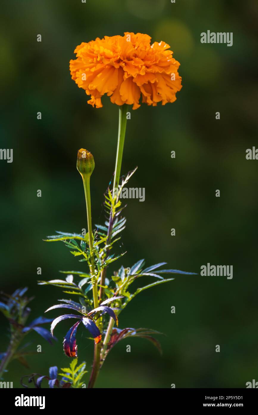 Un fiore arancione luminoso cresce in un giardino in una giornata estiva, foto ravvicinata con messa a fuoco selettiva. I tagetes sono un genere di specie annuale o perenne, per lo più h Foto Stock