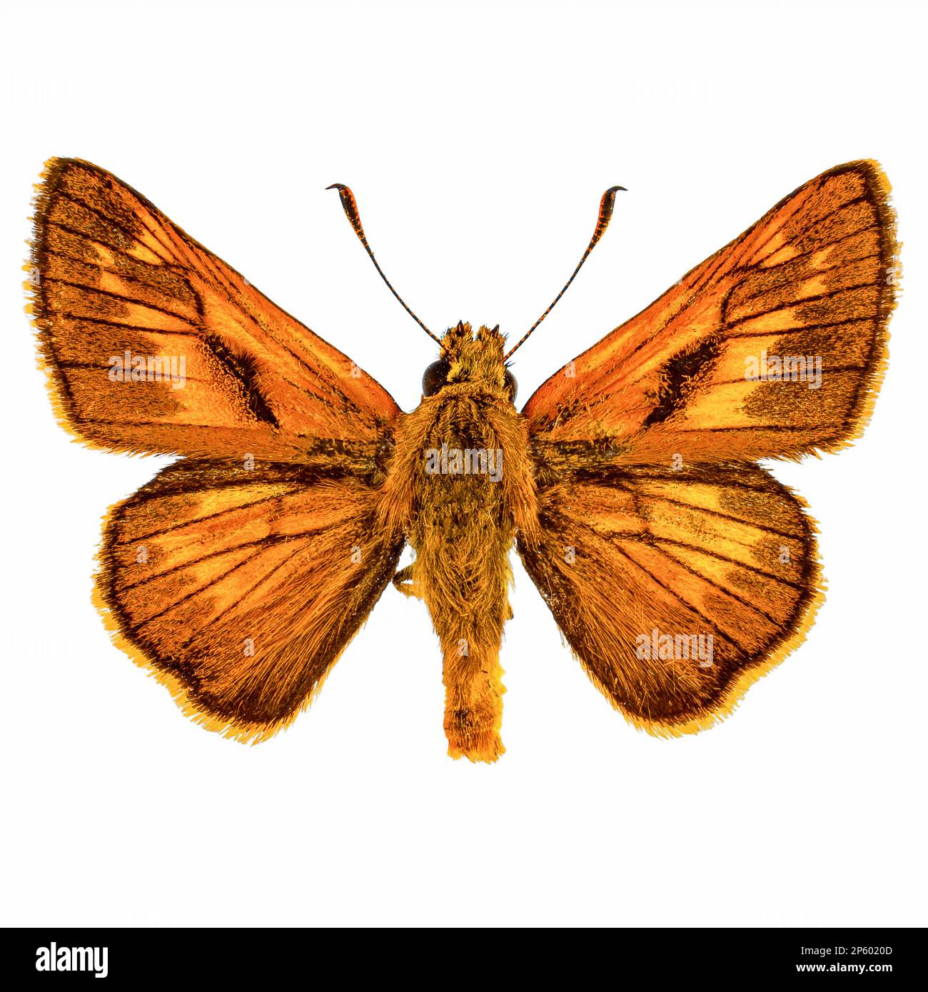 Grande skipper (Ochlodes sylvanus) farfalla su sfondo bianco Foto Stock
