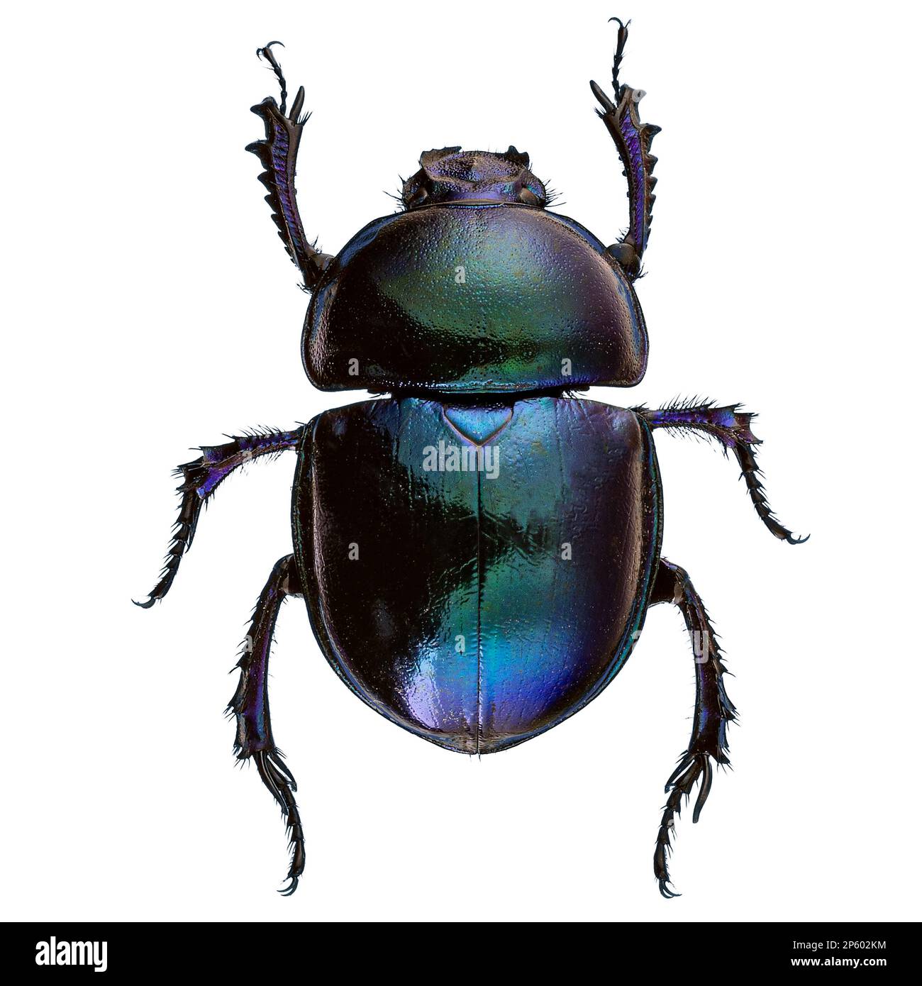 Scarabei con colori metallizzati luminosi su sfondo bianco Foto Stock