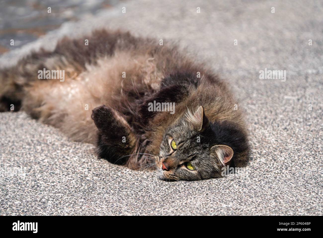 Ritratto di un gatto randagio con occhi dorati guardando la macchina fotografica. Foto Stock