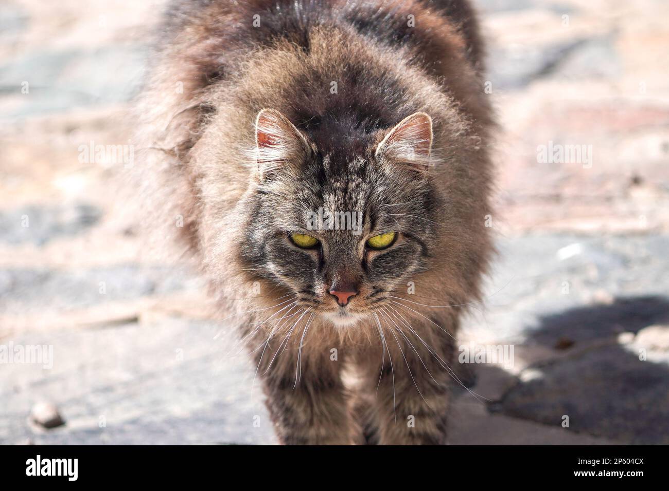 Ritratto di un gatto randagio con occhi dorati guardando la macchina fotografica. Foto Stock