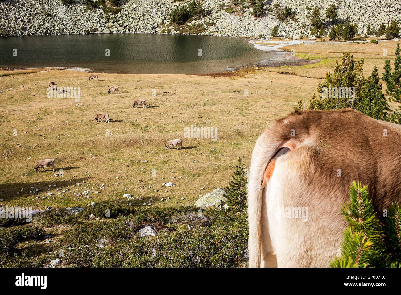 Mucche e `Estany Llong´,Lago di Llong,Parco Nazionale Aigüestortes i Estany de Sant Maurici,Pirenei, provincia di Lleida, Catalogna, Spagna. Foto Stock