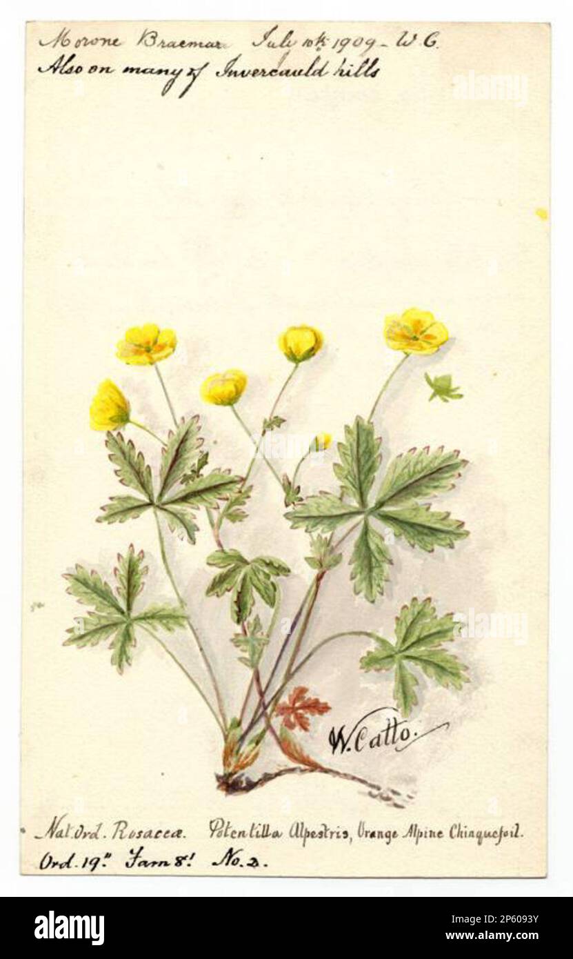 Orange Alpine Chinquefoil (Potentilla crantzii), William Cato (Aberdeen, Scozia, 1843 - 1927) Luglio 1909 Foto Stock