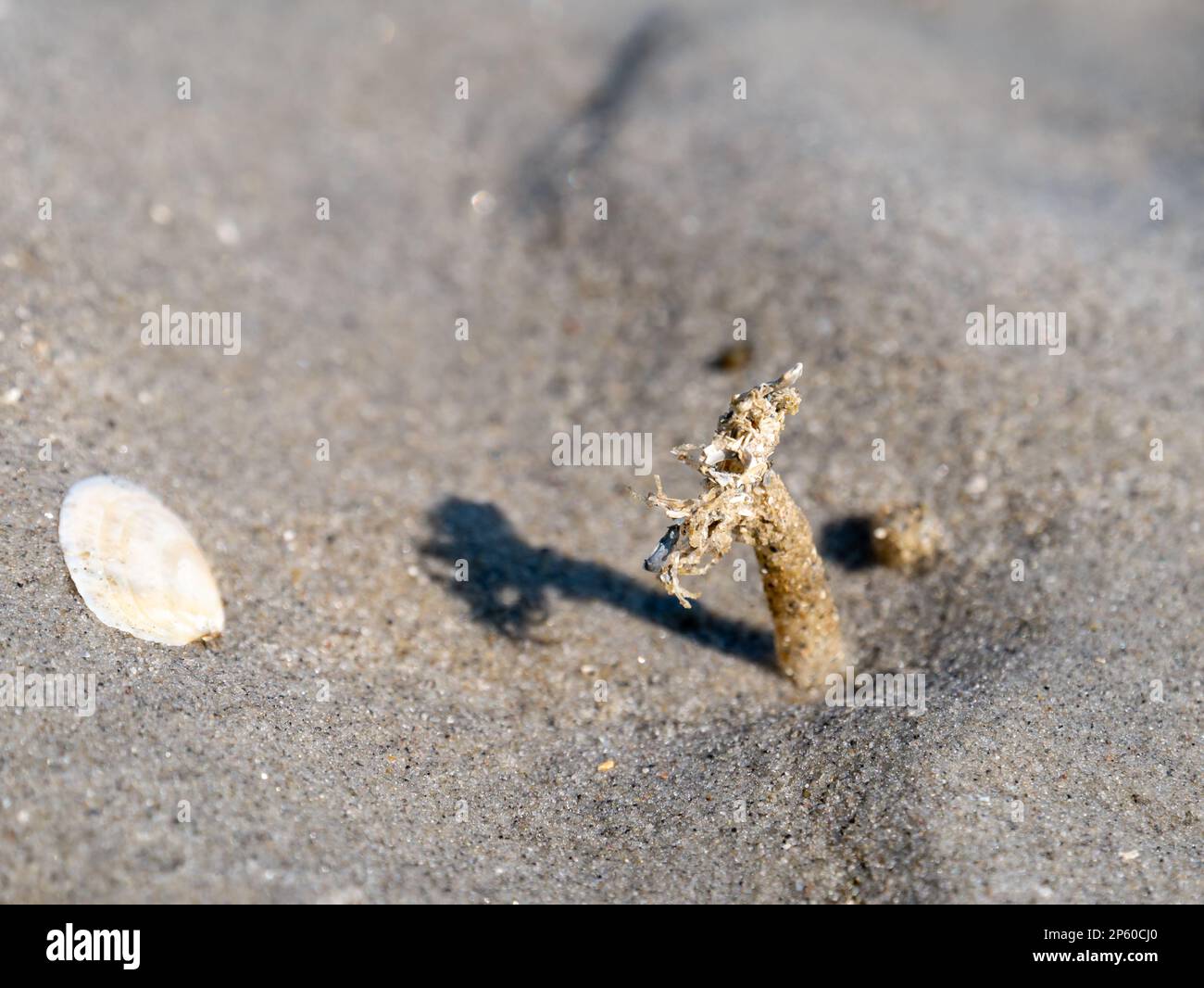 Verme di sabbia mason, Lanice conchillega, tubo di granelli di sabbia cementati e frammenti di conchiglie con frangia, Waddensea, Paesi Bassi Foto Stock