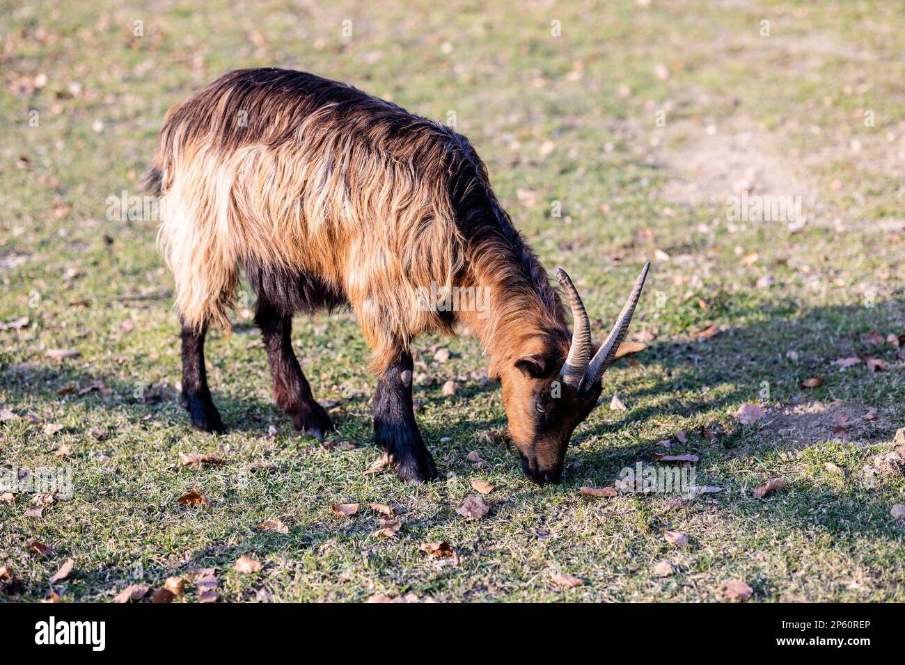 Capra di Stiefelgeiss nel parco animale Sauvabelin durante la giornata di sole brillante in inverno 2023 Foto Stock