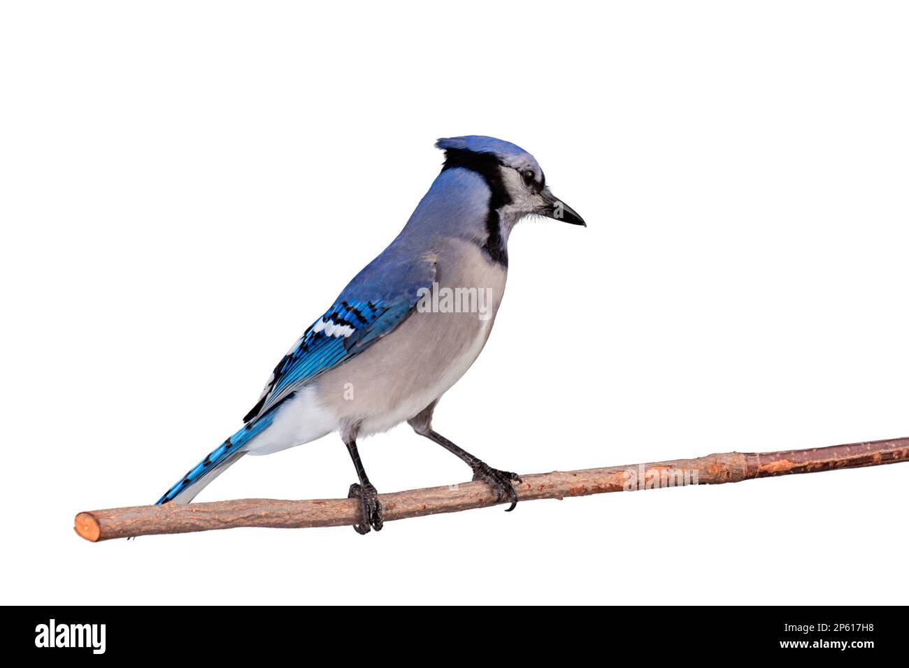 Profilo di un bluejay arroccato su un ramo. Sfondo mhite Foto Stock