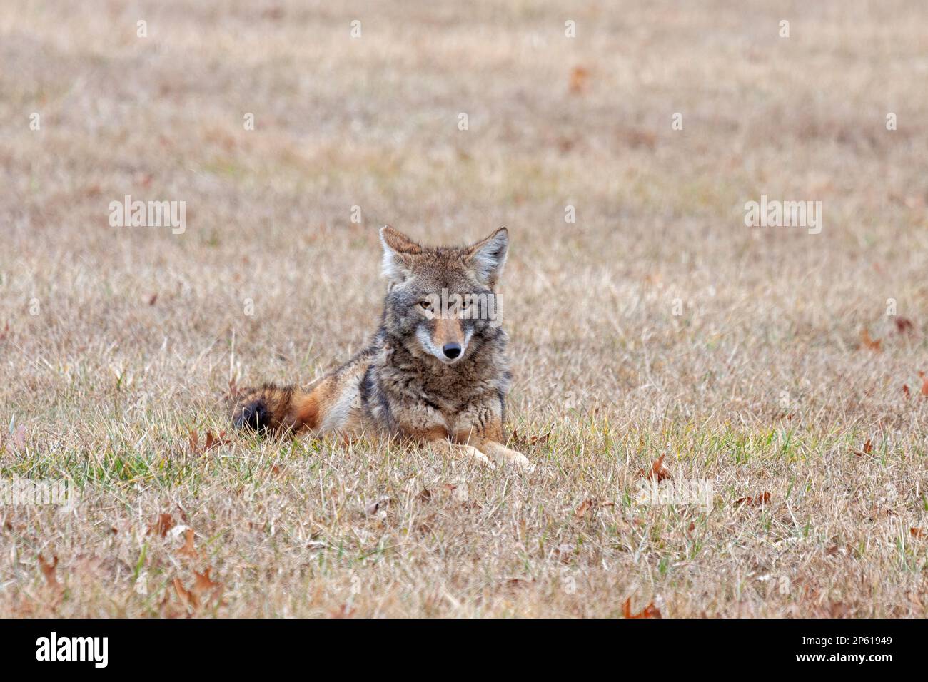 Una coyote che si adagia in una prateria aperta guardando la fotocamera. Foto Stock