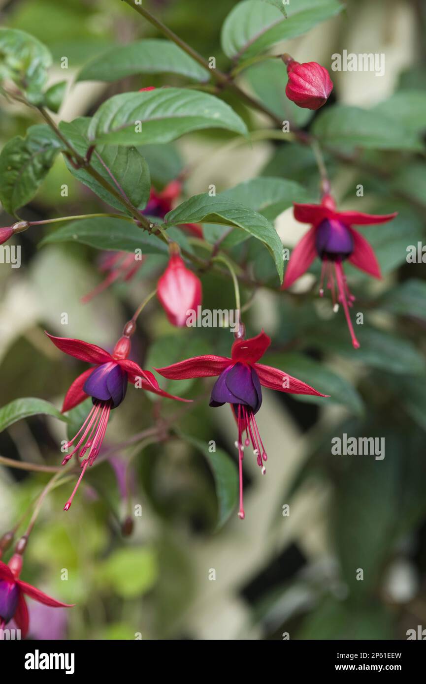 Fucsia "Lady Boothby" Foto Stock