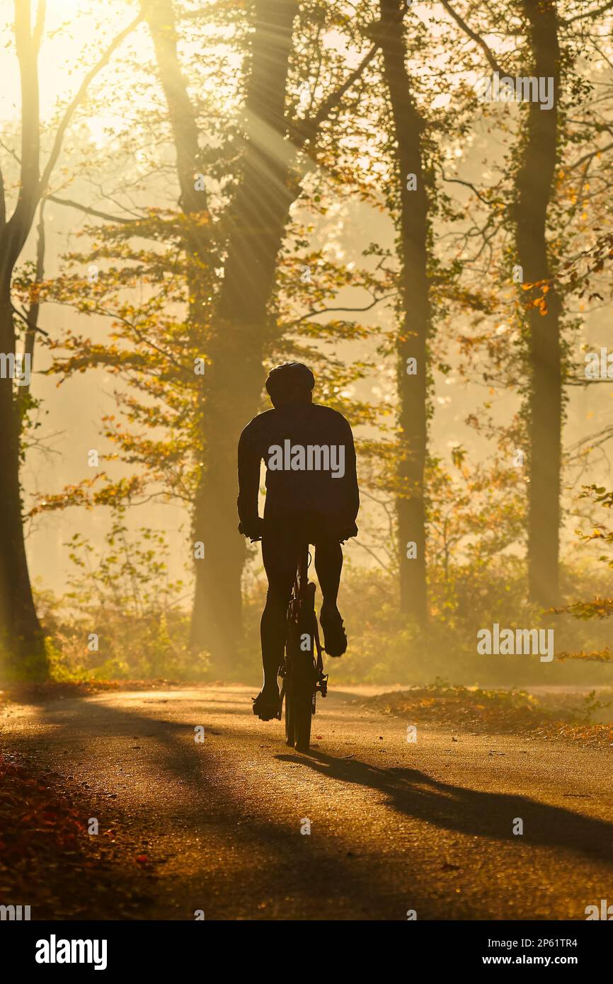 Silhouette di un motociclista in autunno in un pomeriggio di sole a cavallo sul Veluwe olandese Foto Stock