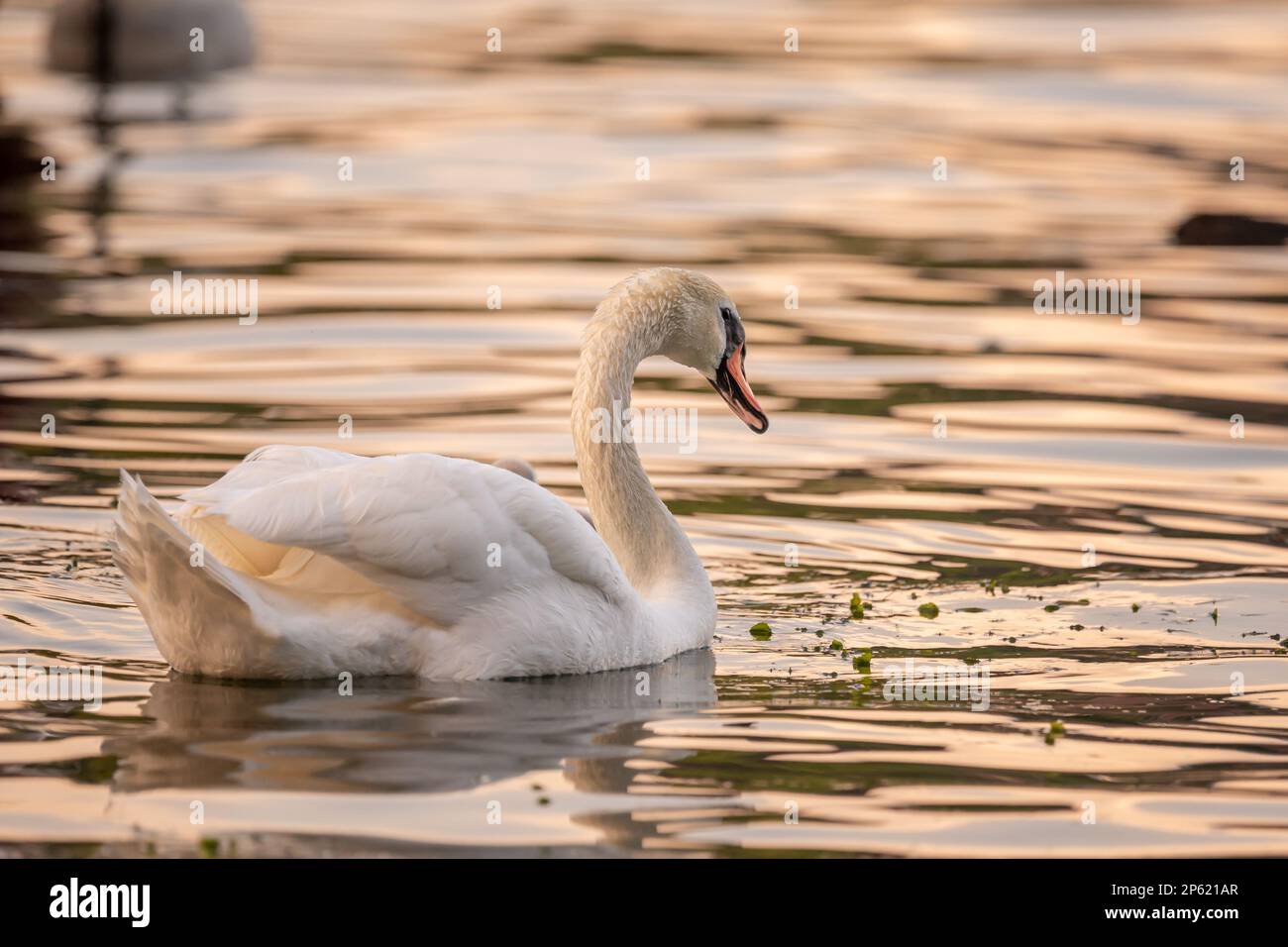 Swan in acqua. Un cigno bianco muto che nuota nel lago al tramonto. Cygnus olor nel Lago di Ginevra. Foto Stock