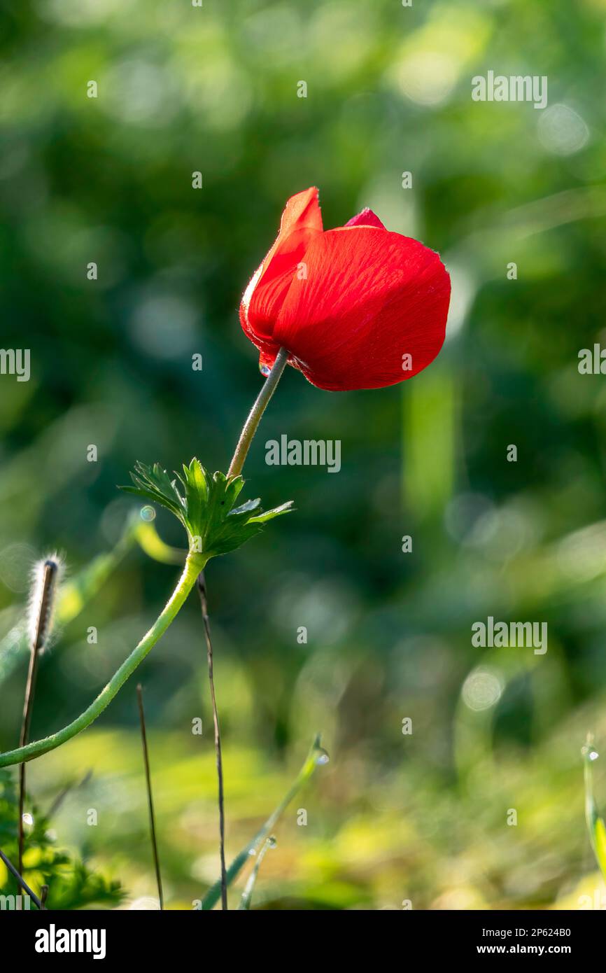 Anemone rosso selvatico fiori tra erba verde primo piano Foto Stock