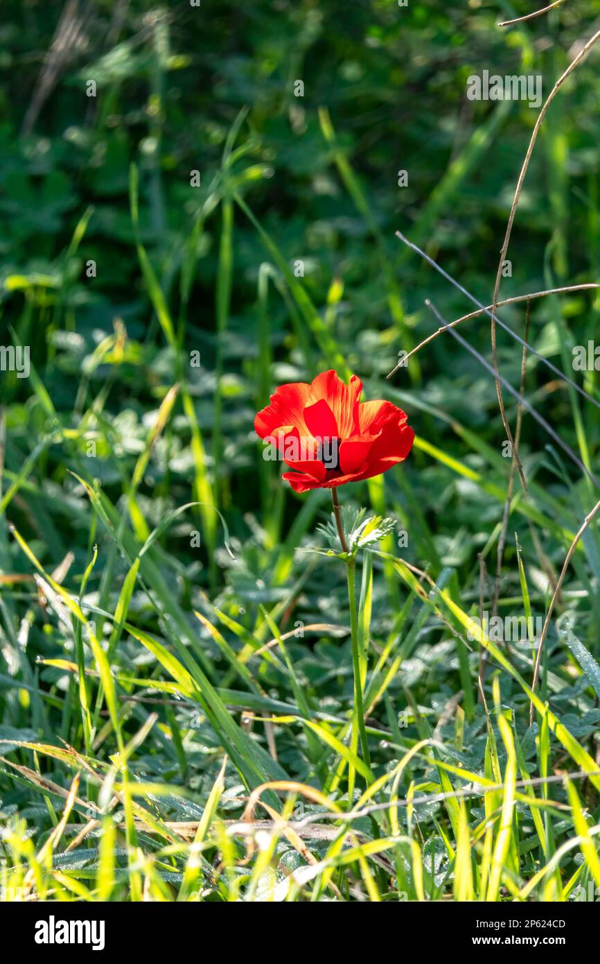Anemone rosso selvatico fiori tra erba verde primo piano Foto Stock