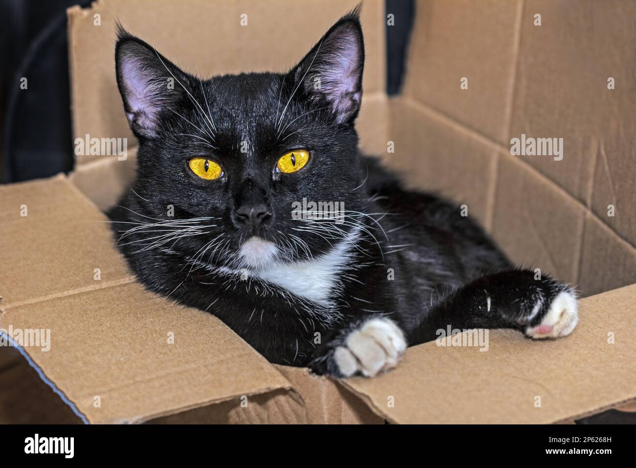 Vero gatto nero piuttosto giovane con occhi gialli in scatola di cartone Foto Stock