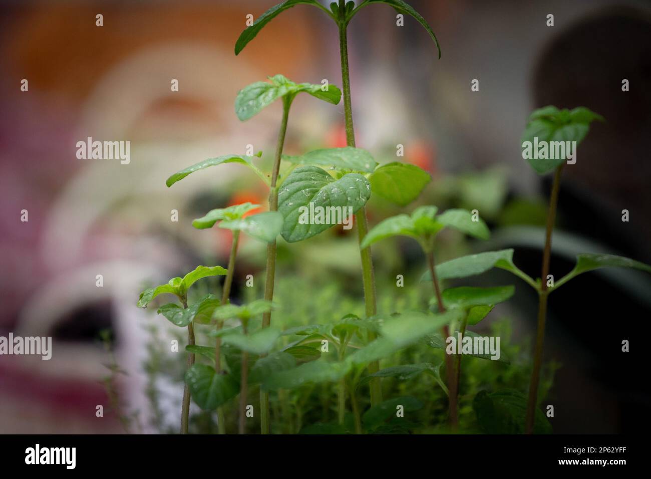 Immagine di un impianto di base in esposizione, fresco e verde. Il basilico è un'erba culinaria della famiglia Lamiaceae (mentine). Si tratta di una pianta tenera, e viene utilizzato i Foto Stock