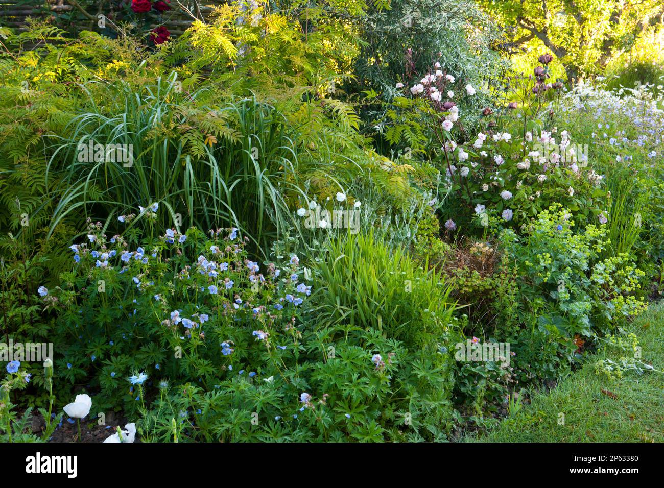 Un perfetto bordo giardino cottage al culmine dell'estate Foto Stock