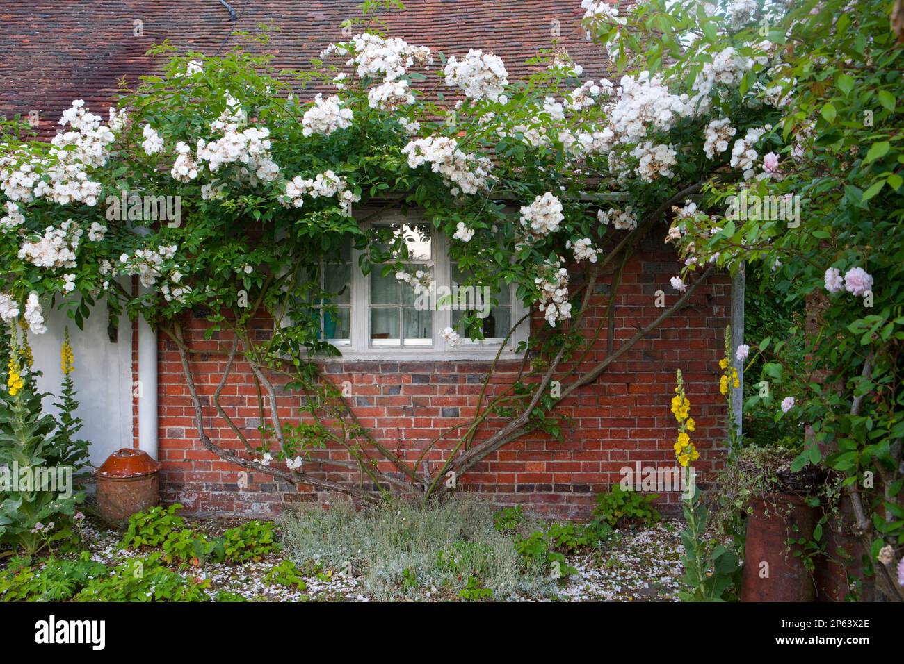 Bianco Iceberg rosa in piena fioritura estiva contro il vecchio muro del cottage Foto Stock