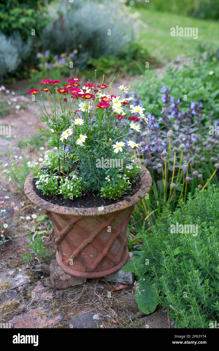 Questo grazioso contenitore di terracotta è stato piantato con margherite rosse e gialle con alyssum bianco sotto Foto Stock
