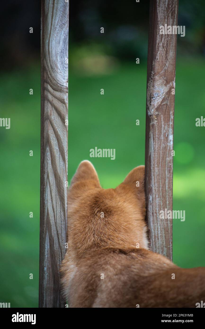 Cane che guarda attraverso una fence Foto Stock