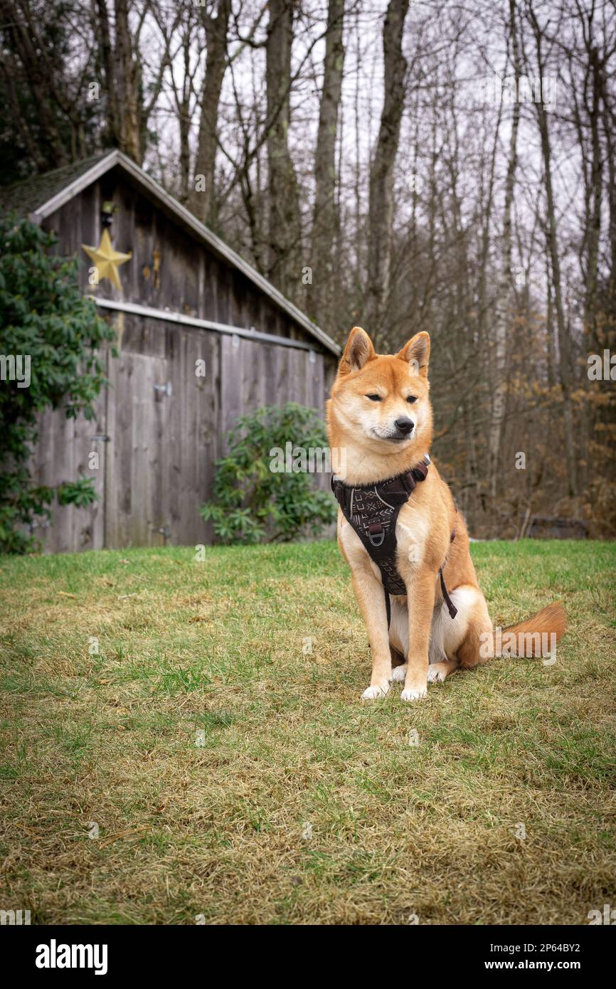 Cane di fronte ad un fienile Foto Stock