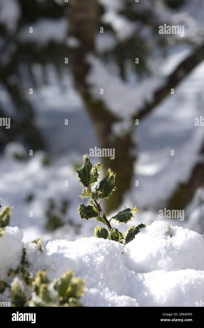 neve e ghiaccio sul verde agrifoglio giardino d'inverno primo piano Foto Stock