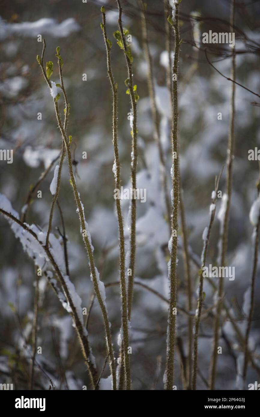 disegno verticale di gambi verdi con ghiaccio in giardino d'inverno astratto Foto Stock