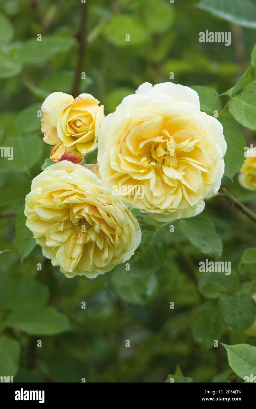 Rosa 'brulicante Georgia' rose gialle contro il verde Foto Stock