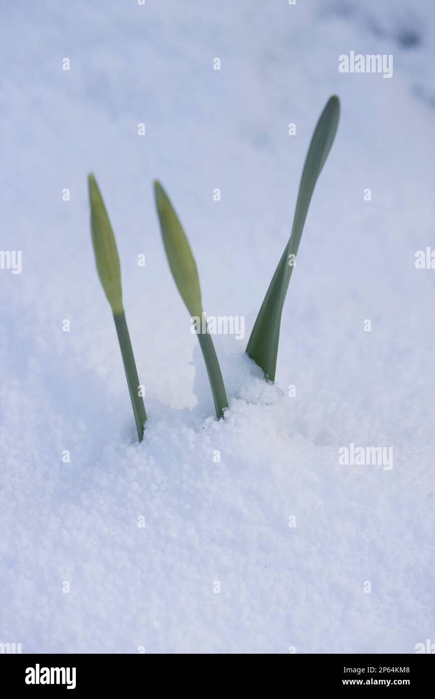 germogli narcisi che crescono attraverso la neve nel giardino d'inverno due germogli una foglia verde e bianco Foto Stock