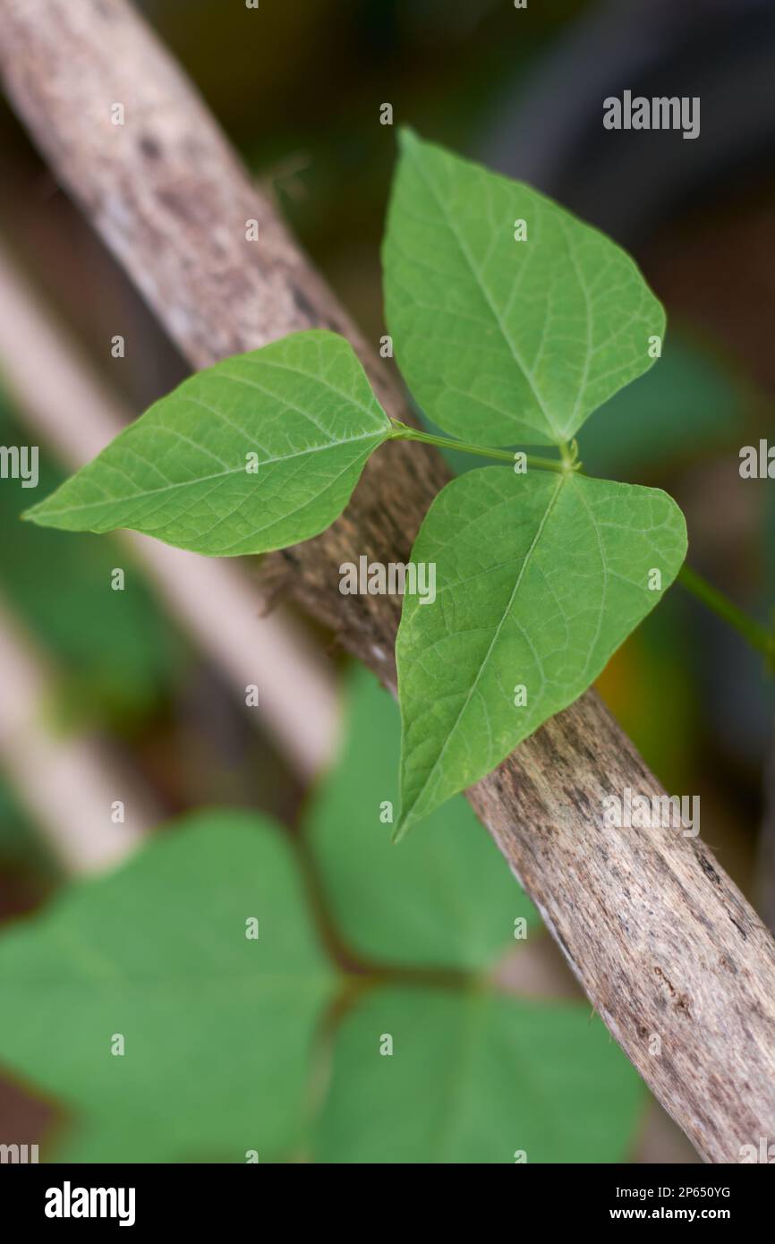 primo piano del verde vibrante pianta fogliame di vite, aka fagioli francesi, fagioli di canna o di corridore, vite vegetale popolare in rapida crescita in fuoco selettivo Foto Stock