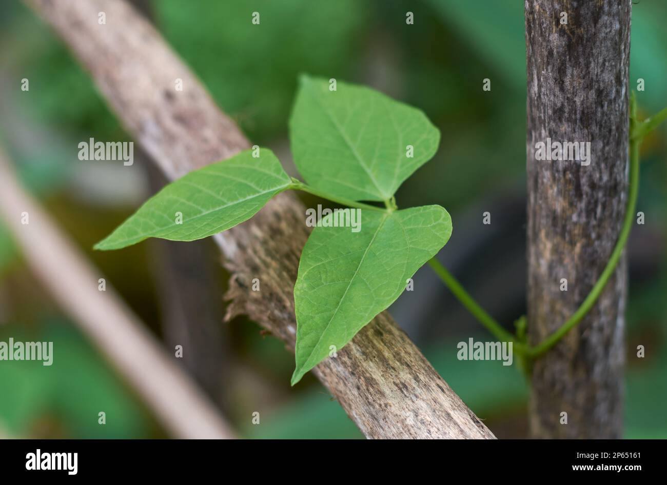 primo piano del verde vibrante pianta fogliame di vite, aka fagioli francesi, fagioli di canna o di corridore, vite vegetale popolare in rapida crescita in fuoco selettivo Foto Stock