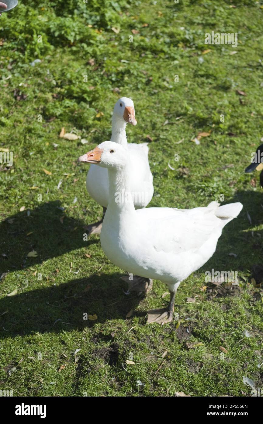 Gallina di pollo Foto Stock