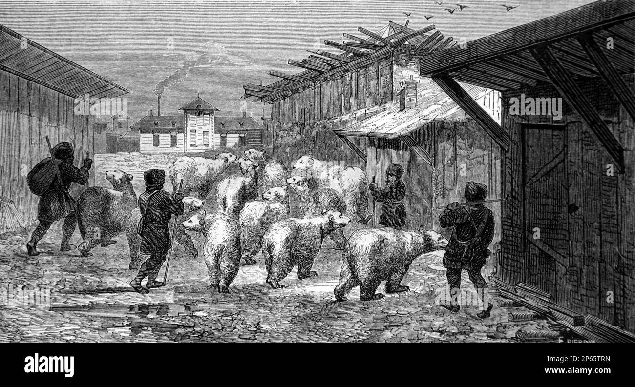 Gli orsi bruni addomesticati o gli orsi bruni addestrati, Ursus arctos, essendo guidati verso la Russia di Siberia di mercato. Vintage Engraving o Illustrazione 1862 Foto Stock