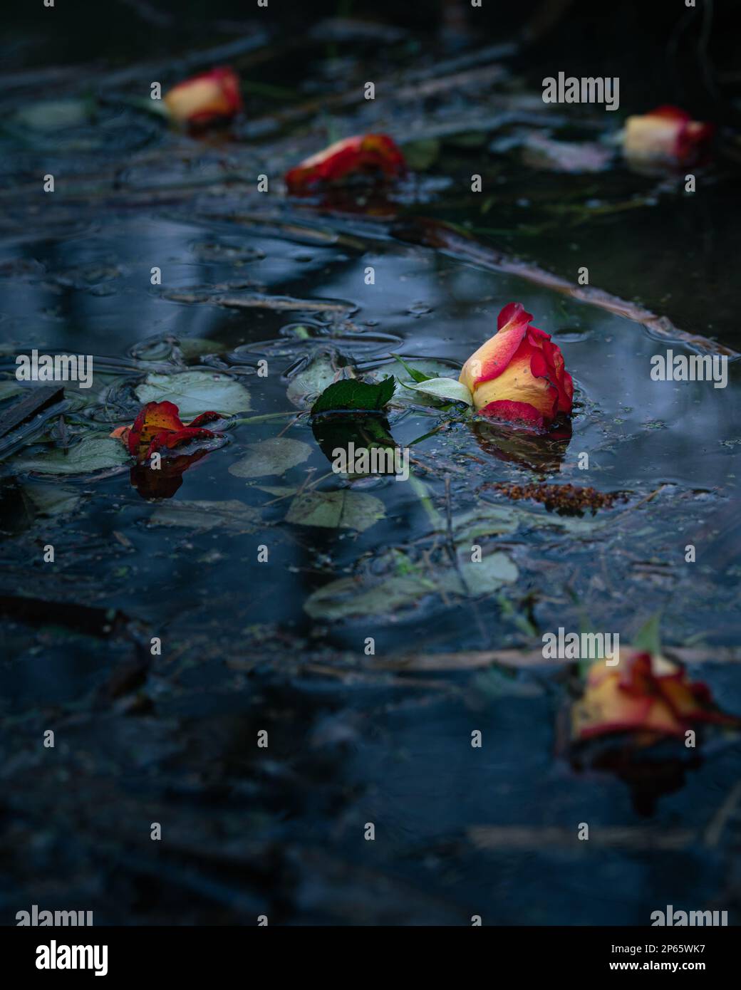 Rose gialle e rosse che galleggiano sull'acqua. Foto scura e moody. Potenziale di copertura del libro di romanzo di crimine. Foto Stock