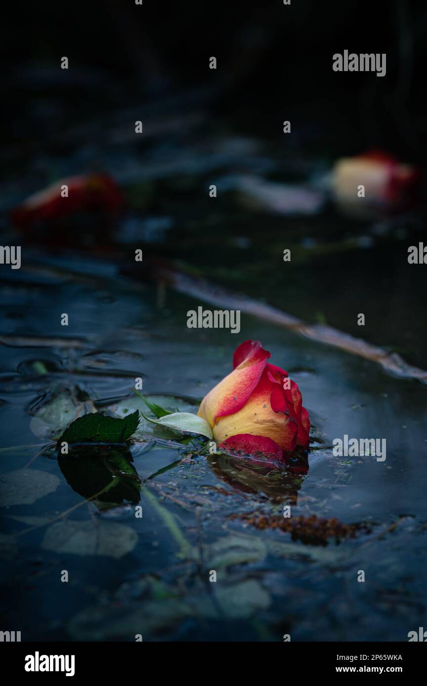 Rose gialle e rosse che galleggiano sull'acqua. Foto scura e moody. Potenziale di copertura del libro di romanzo di crimine. Foto Stock