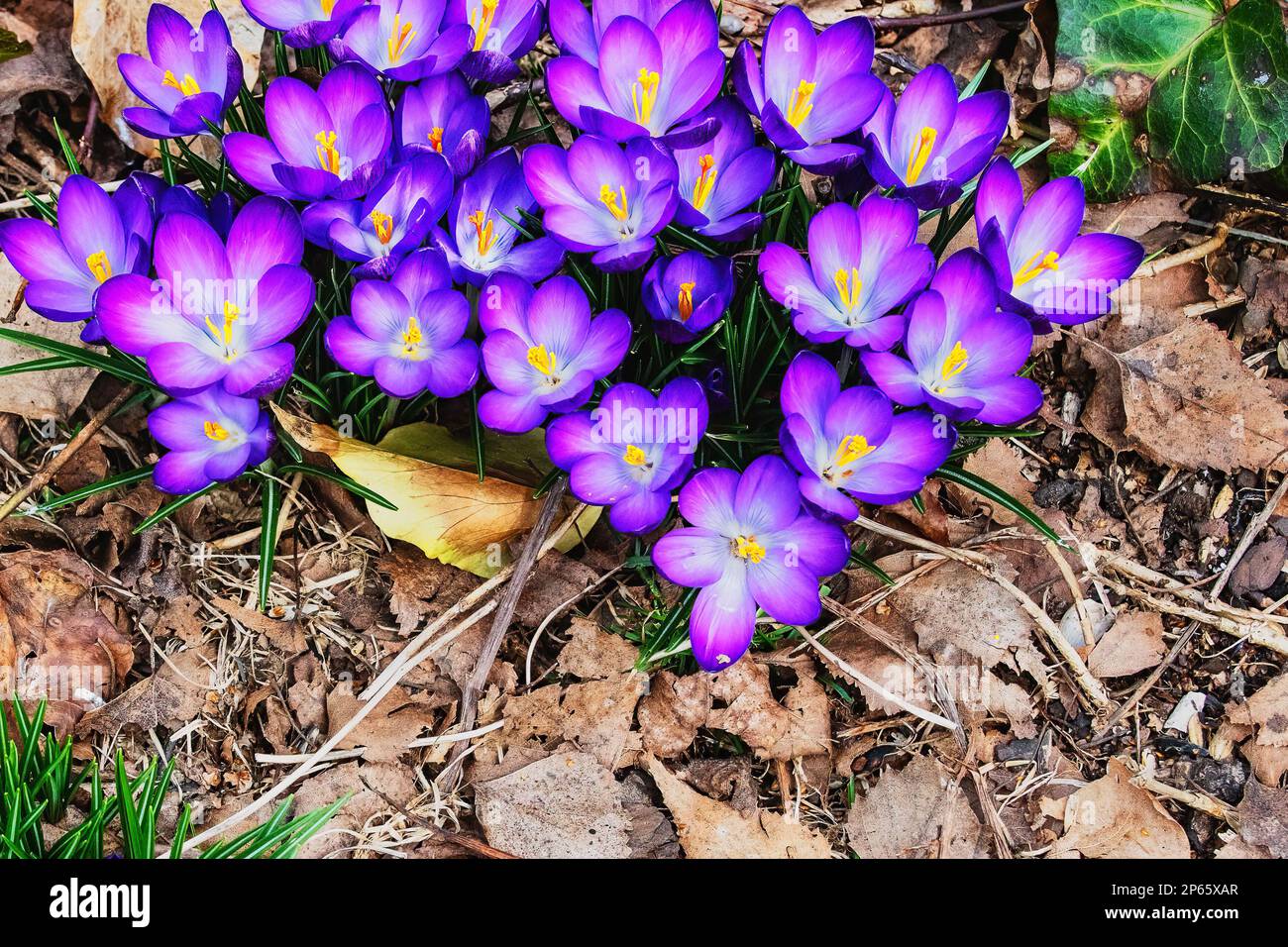 Croci viola che fioriscono nei primi mesi di Murch Foto Stock