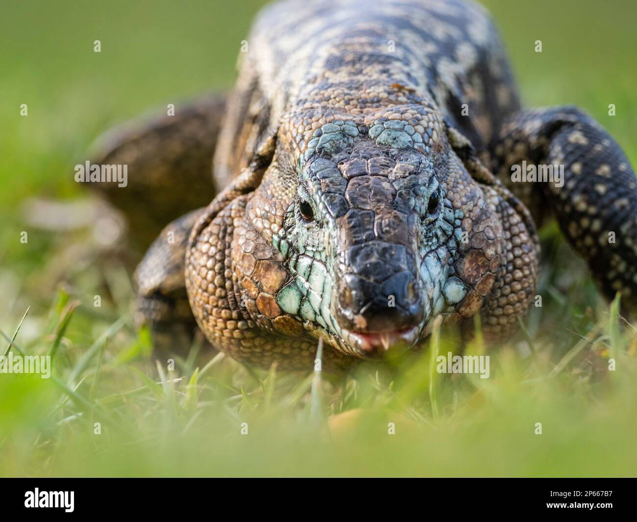 Un tegu bianco e nero argentino adulto (Salvator merianae), cascate di Iguazu, patrimonio dell'umanità dell'UNESCO, provincia di Misiones, Argentina, Sud America Foto Stock